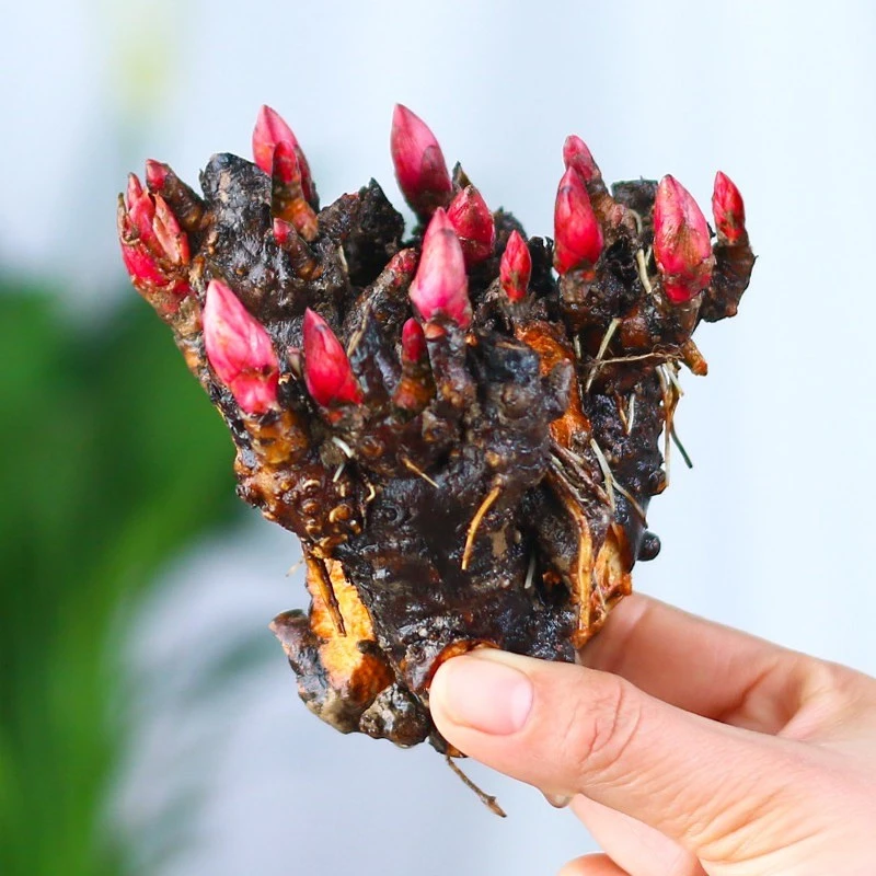 带芽发货重瓣大花芍药花苗根块四季花卉阳台盆栽开花植物庭院耐寒
