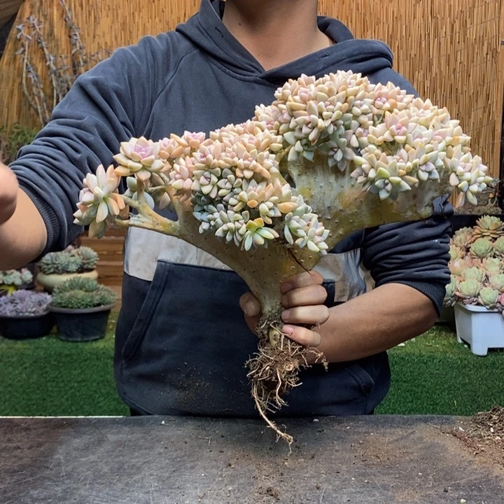 小***子118号号淡雪多肉植物