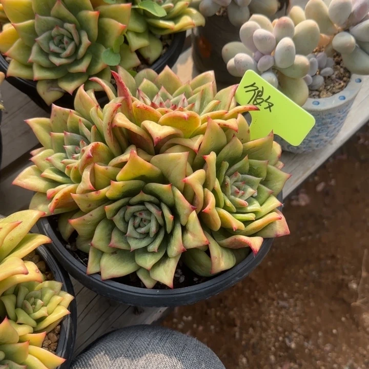 很***-蔷薇玫瑰五十包邮