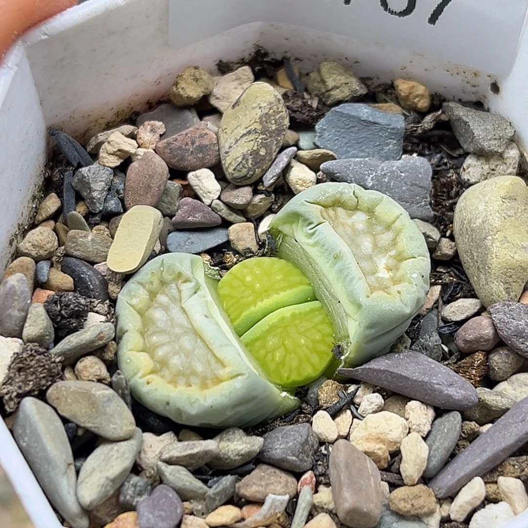 一物一拍绿菊2767全窗
