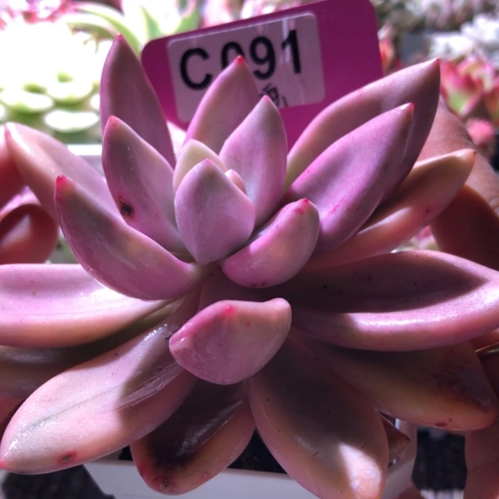 桃花源覆轮锦有根