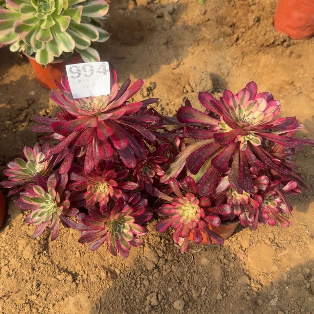 猫*财994号2颗白月光清棚不包损