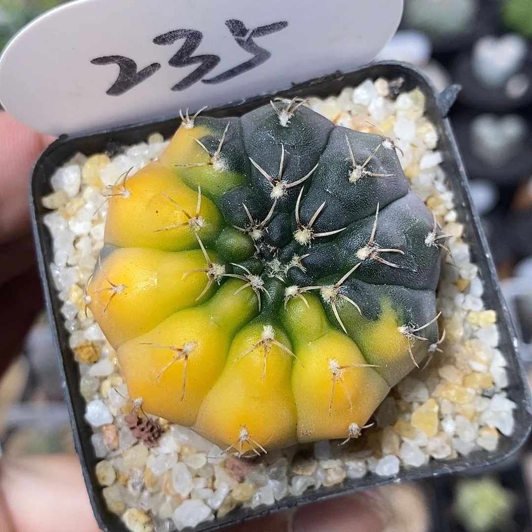 瑞昌玉锦235号 4cm