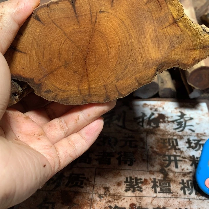 柏木（崖柏）?**朲太行山崖柏12