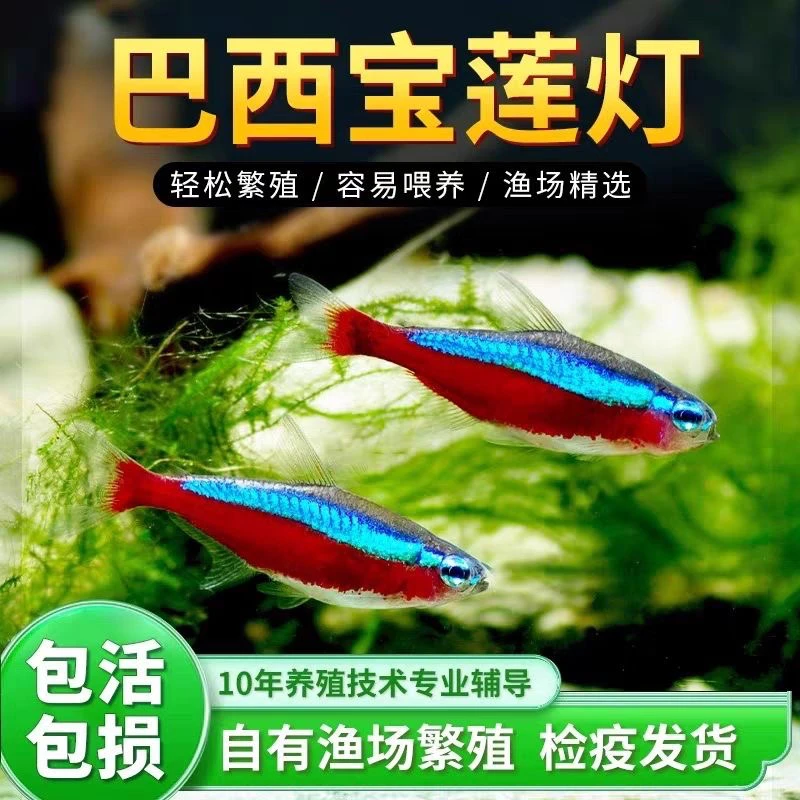 小型热带淡水观赏鱼红绿灯鱼宝莲灯鱼斑马鱼孔雀鱼群游鱼