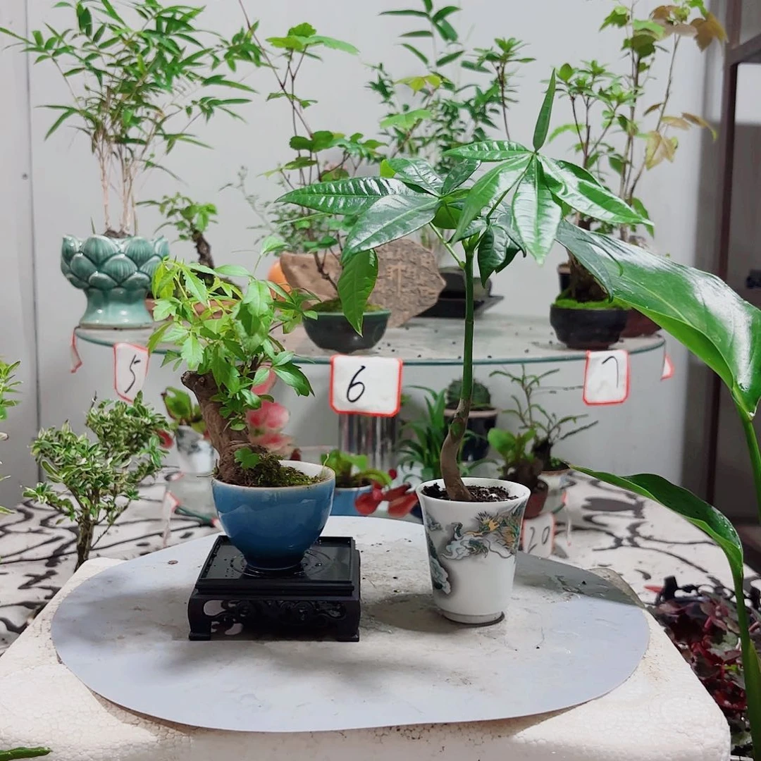 无花朵咩*咩一物一拍 所见即所得14