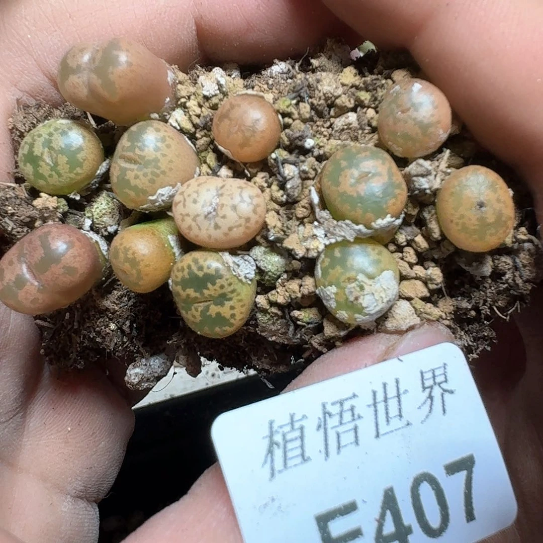 407盒多肉植物哇d c