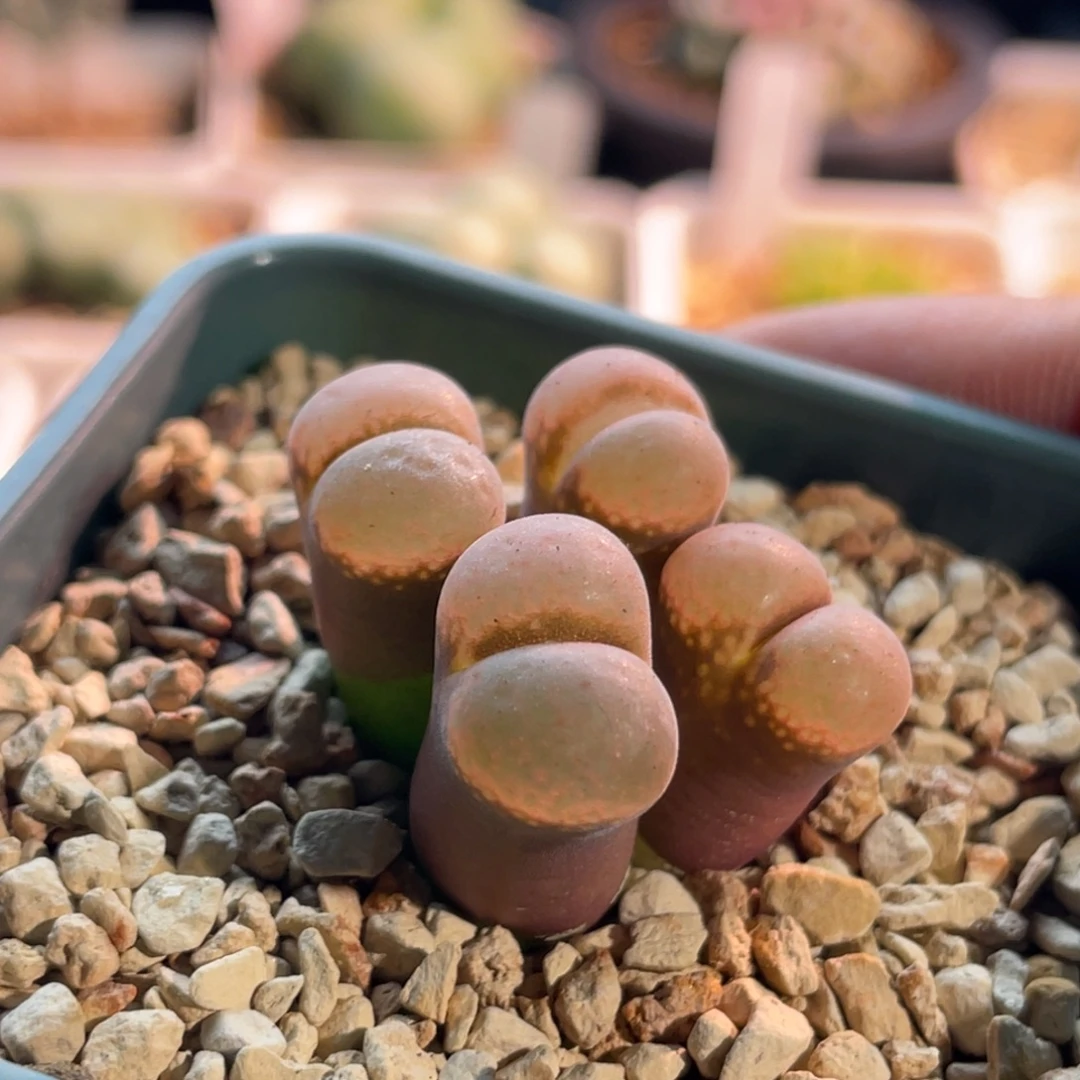 红风铃植物一物一拍