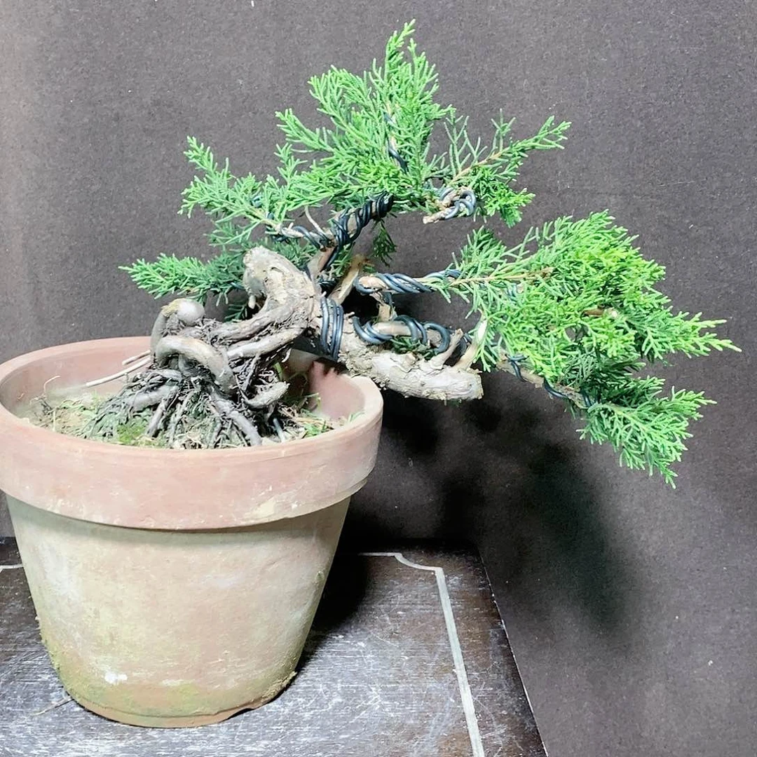 【闪购商品】无花朵G**y