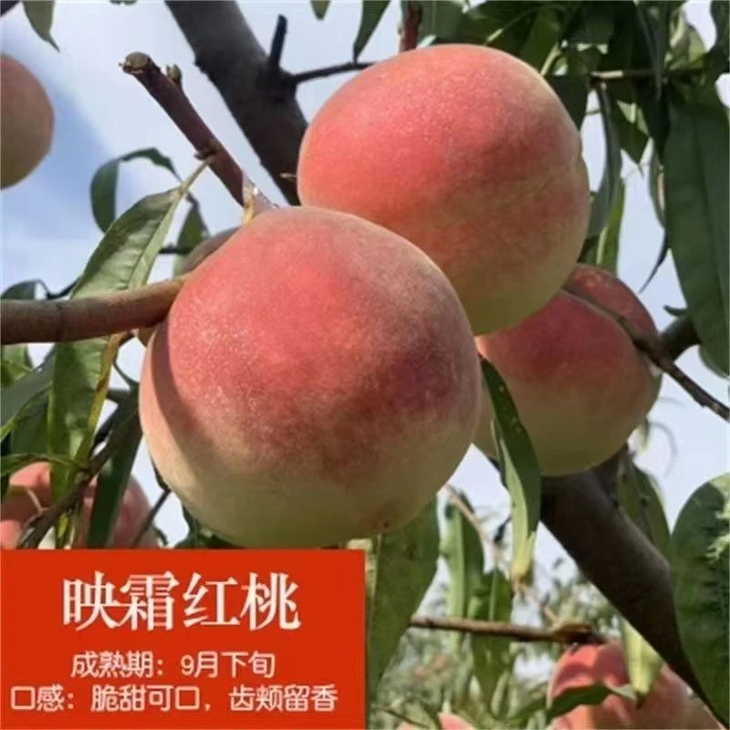嫁接红桃树苗新品种特大抗寒耐寒早熟油桃南北方种植盆栽地栽带土