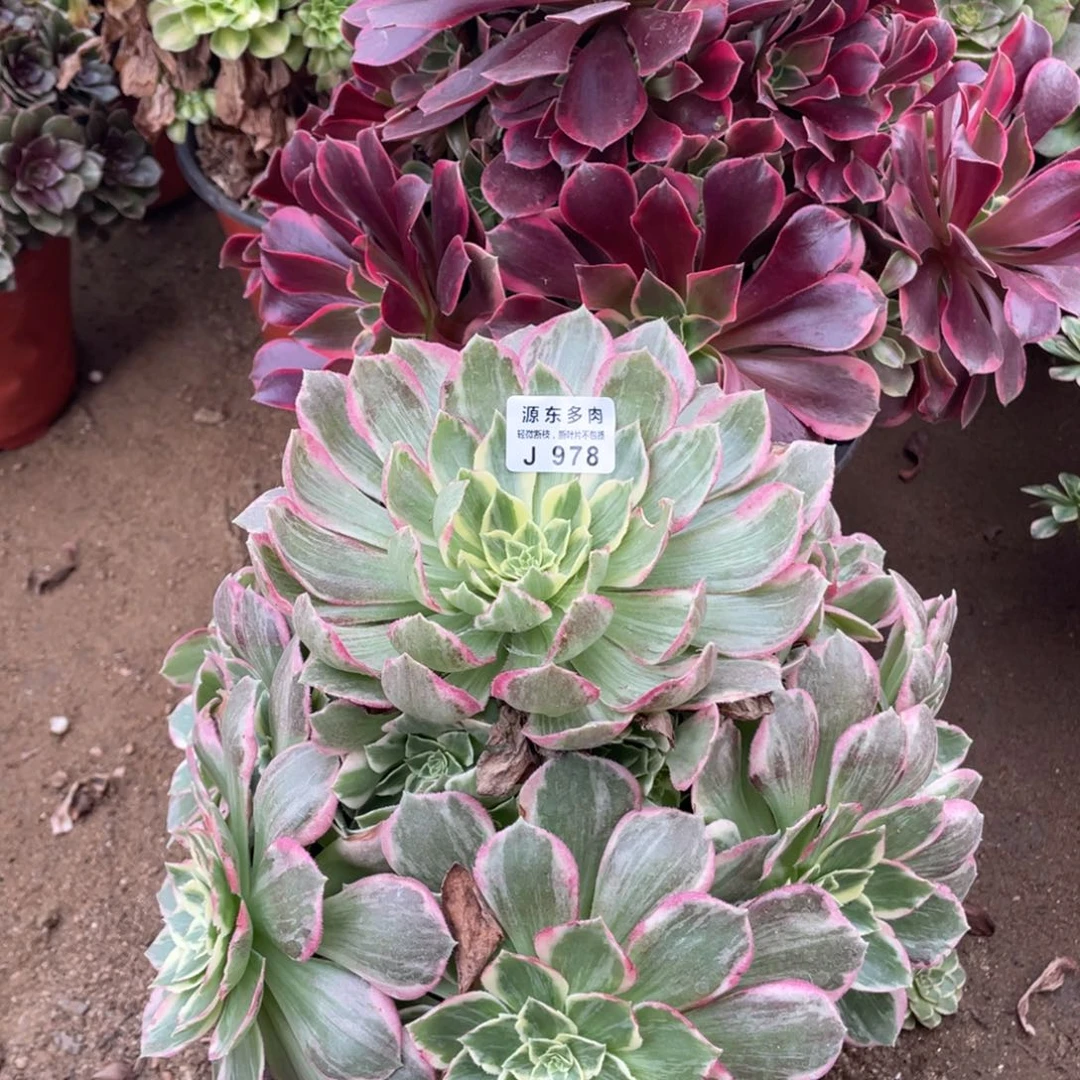 978粉海多肉法师断枝不包