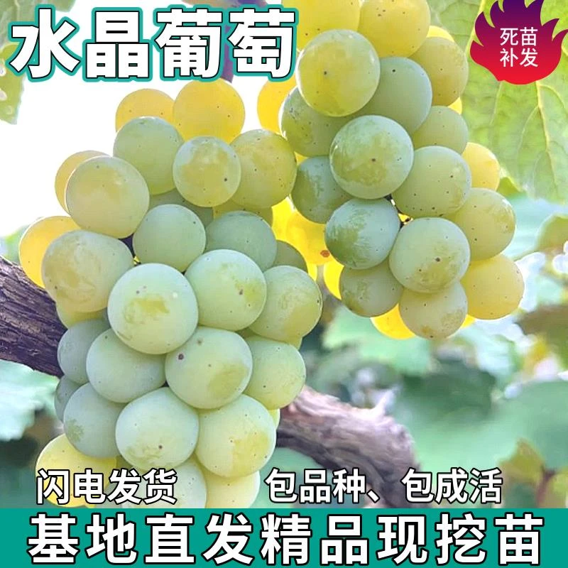 水晶葡萄树苗南北方无核盆栽珍珠葡萄地栽嫁接耐寒爬藤苗当年结果