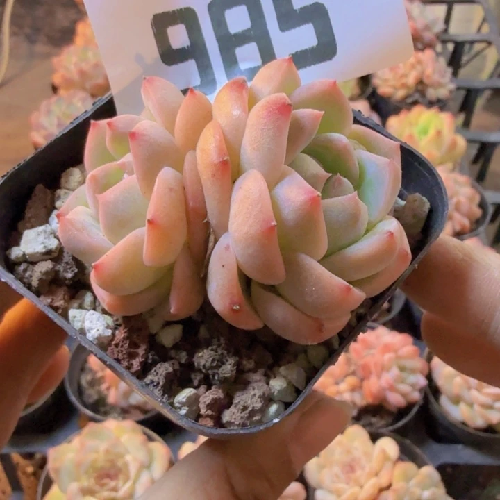 985.qqqqqqqqqqqqqqq