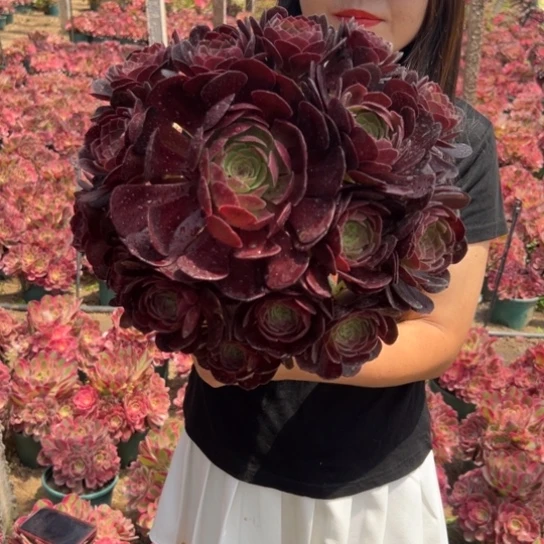 万黑公主一颗包邮福利