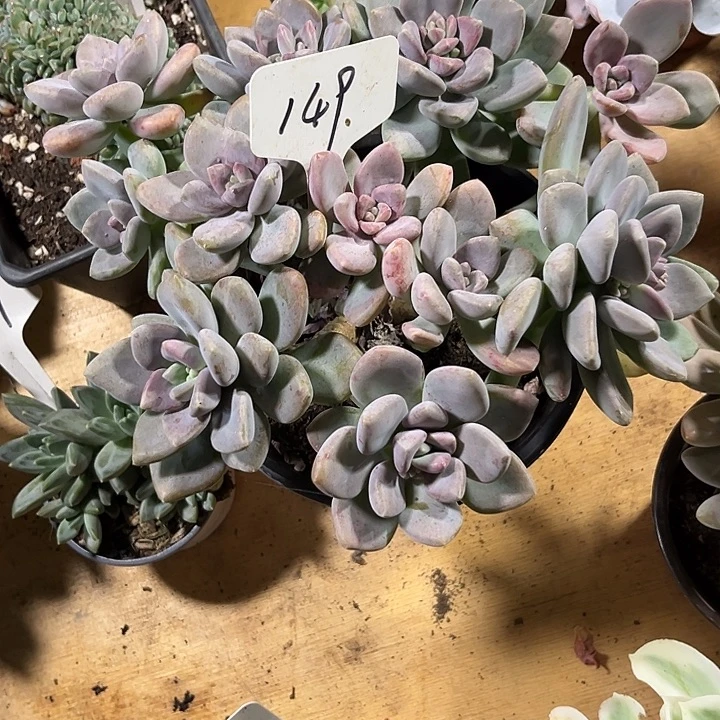 石***鱼0000000000000000149