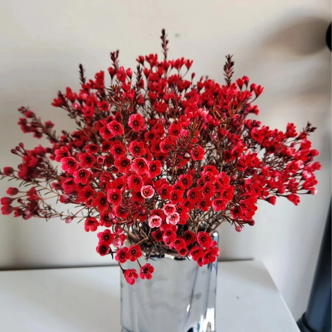 红色腊梅鲜花特惠商品