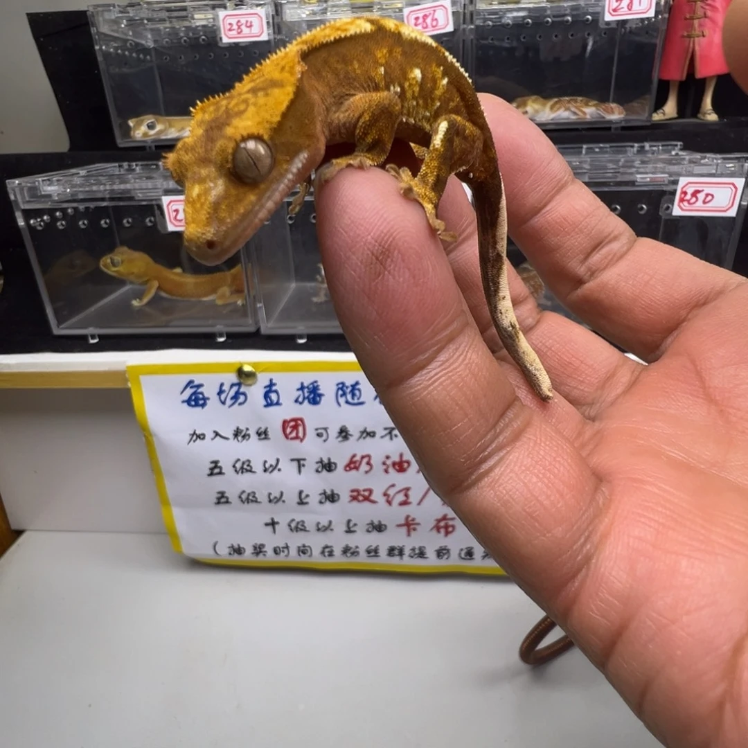 睫角守宫卡布奇诺