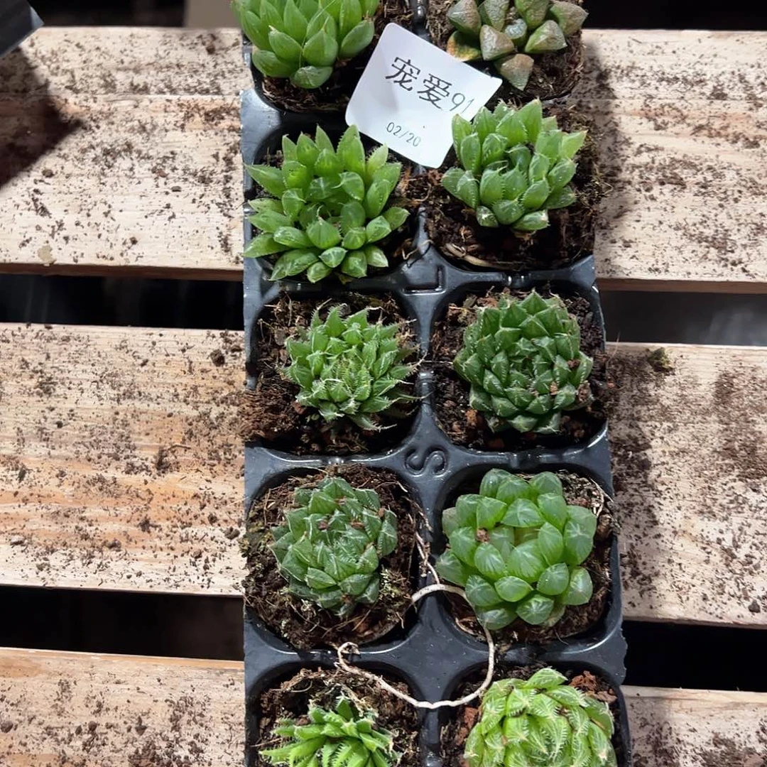 直播福利一物一拍91