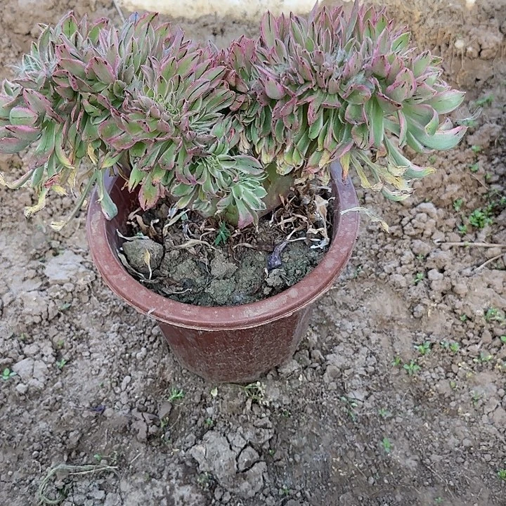 无花朵小*股咯哦哦哦呃呃