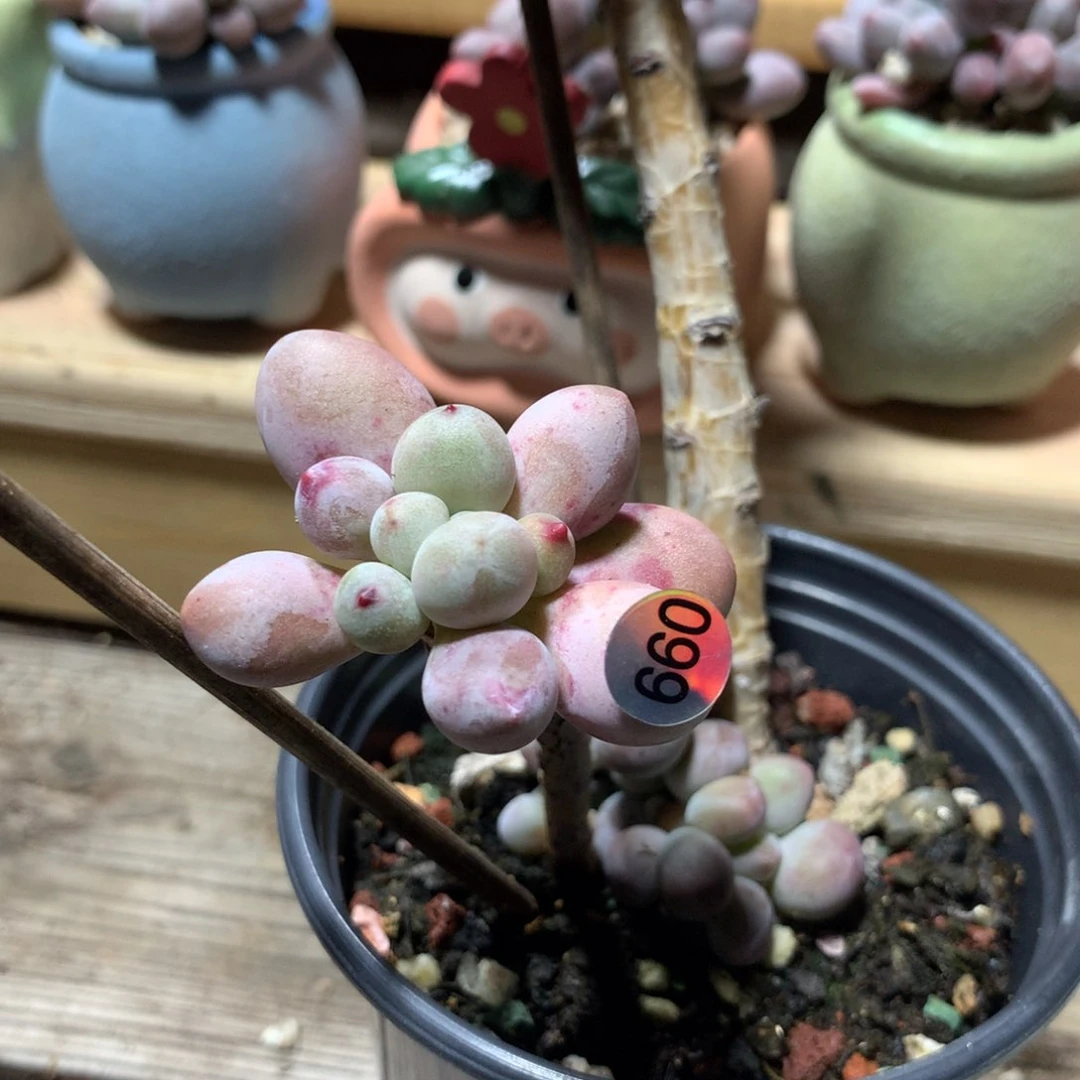 仙子奶酪多肉植物