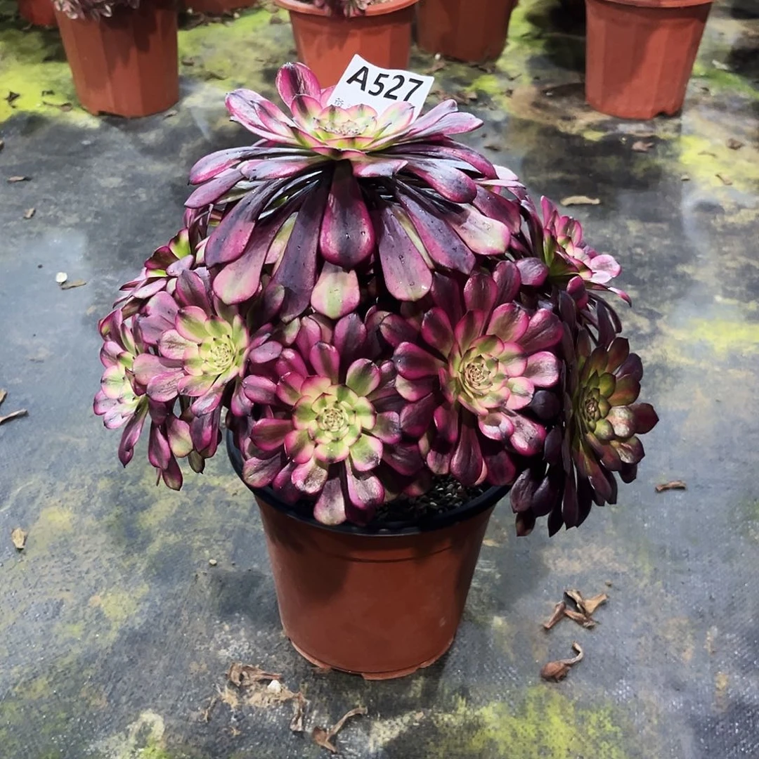 多肉植物美姬527多肉