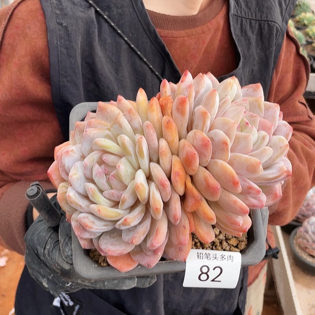 黄皮橙多肉    82号