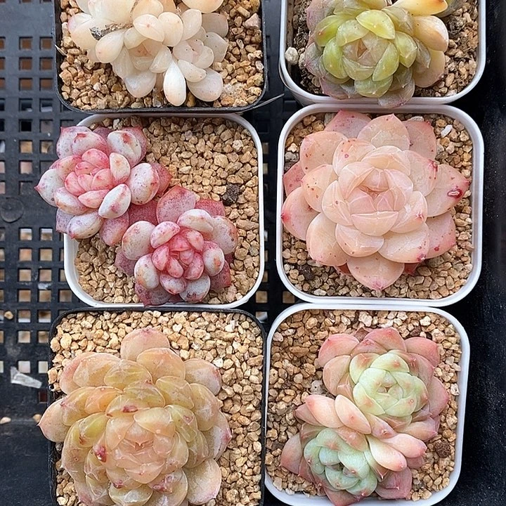 响当当了吗笑吐啦啊好
