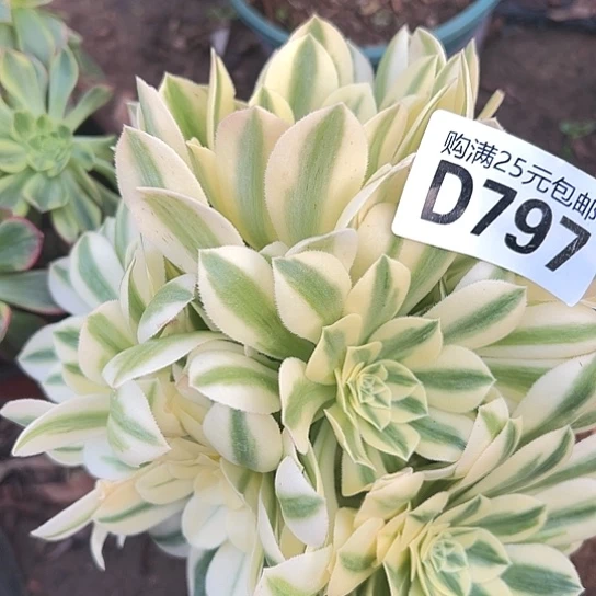 美**美多肉植物一个