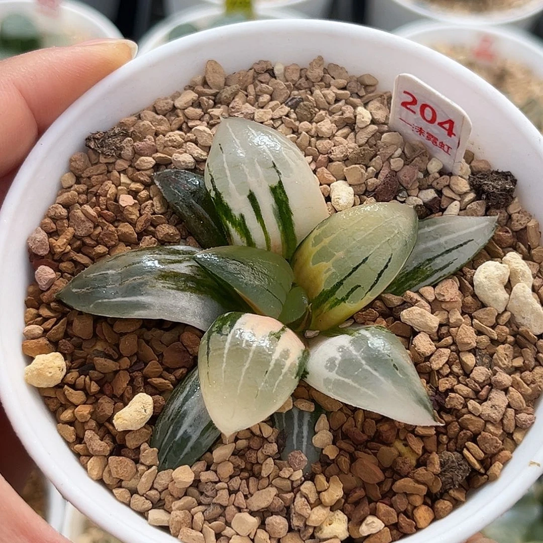 204阿房宫寿锦福利福利