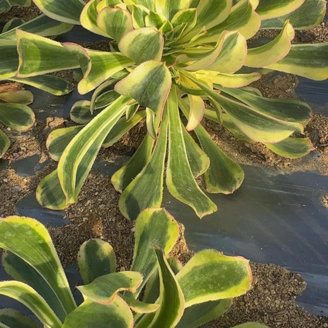꧁***꧂535白兰地到秋。多肉植物