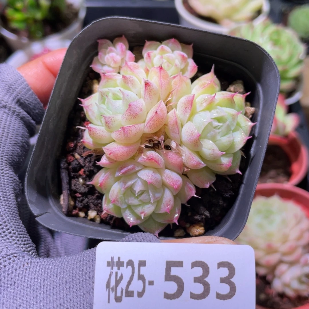 花利美25-533女王