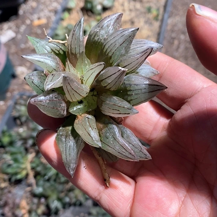 1*325131  一颗福利
