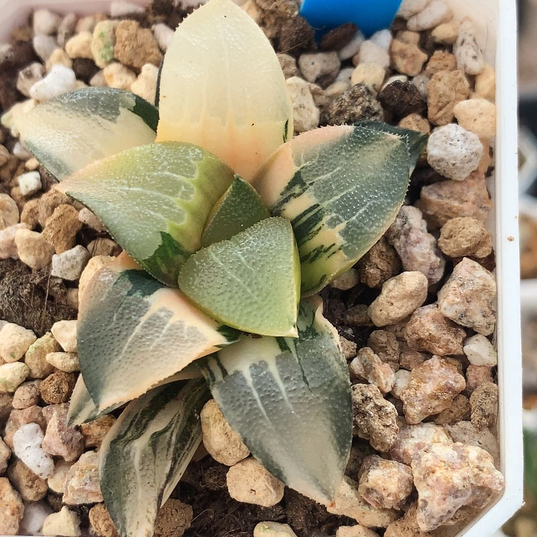 克锦，一物一拍，168