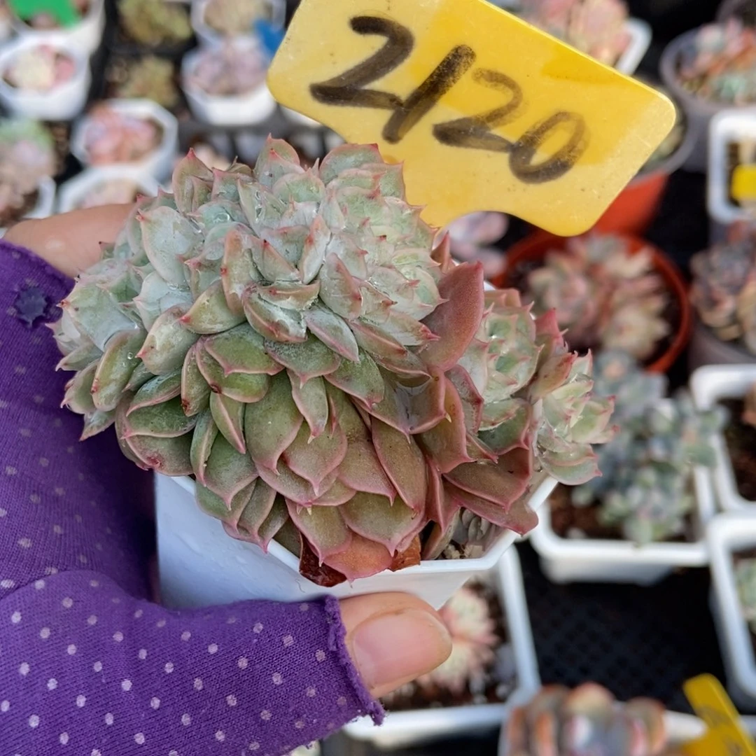 2120盎司诺缀多肉植物