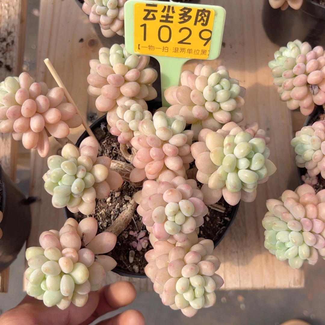 云尘多肉一物一拍1029，