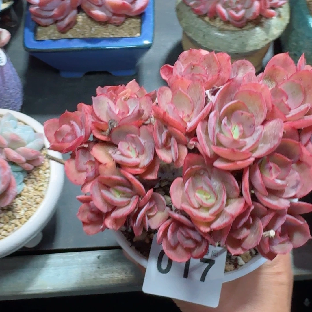 暖***语秀妍          摇身一变高富帅，一夜暴富动作快