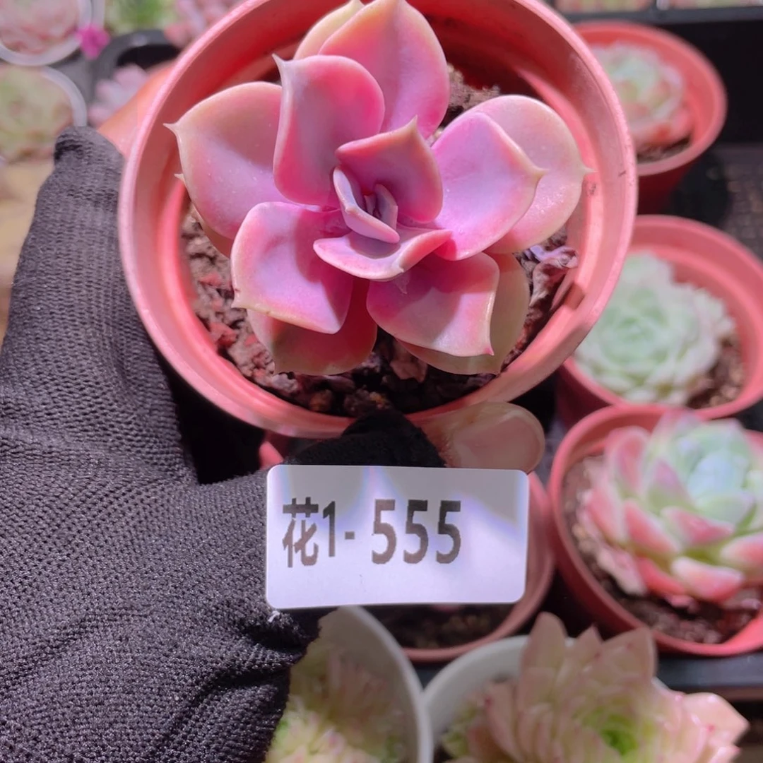 花利美1-555彩虹