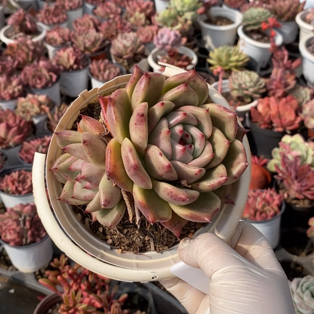 020红颜蜜语一物一拍