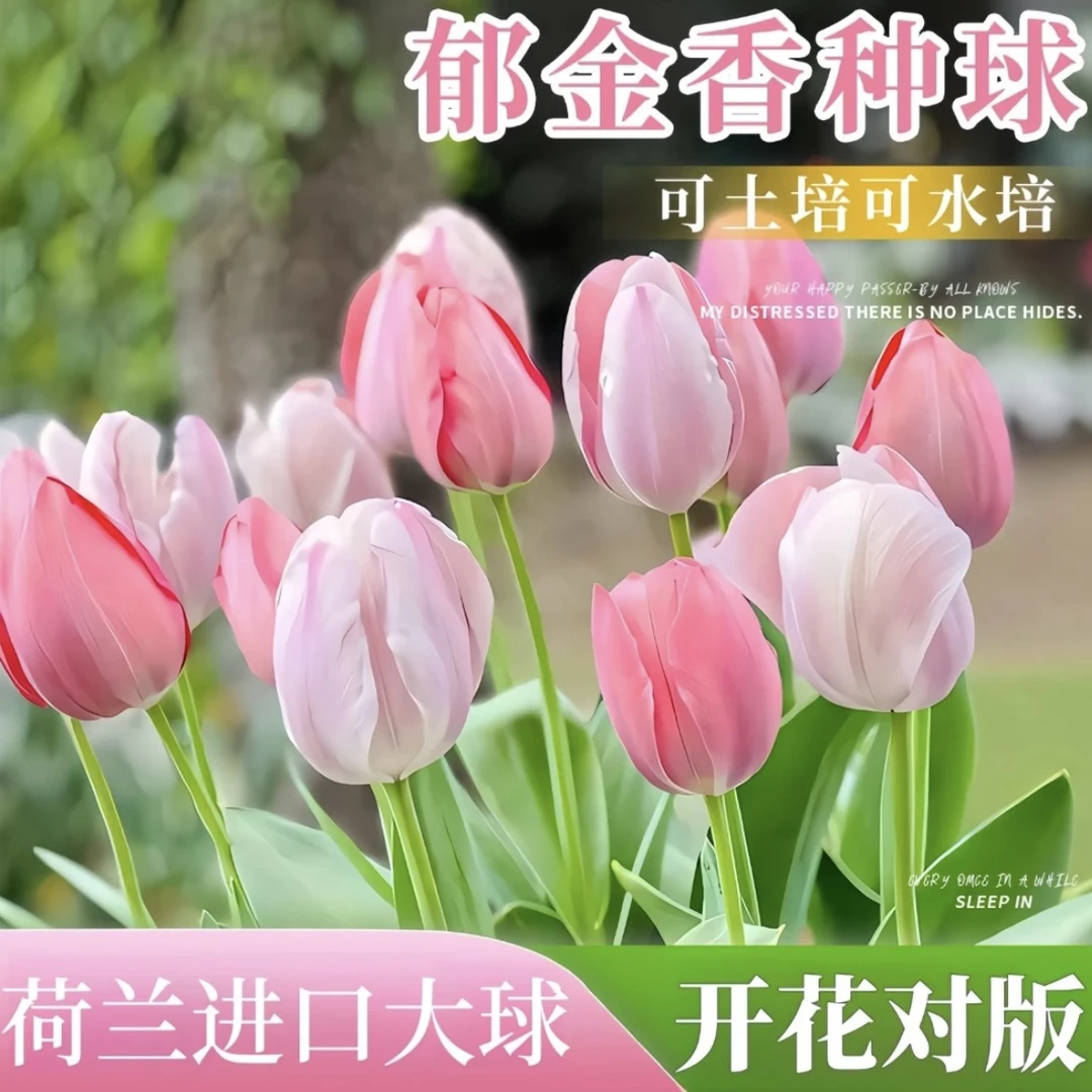 郁金香种球荷兰进口土培水培耐寒盆栽种子水培植物阳台种植保对版