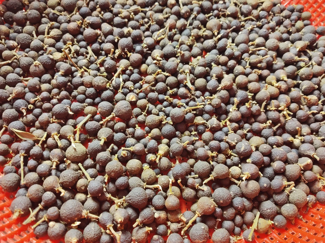 2025年小胎柑浦北茶枝柑老树（30年树龄左右）