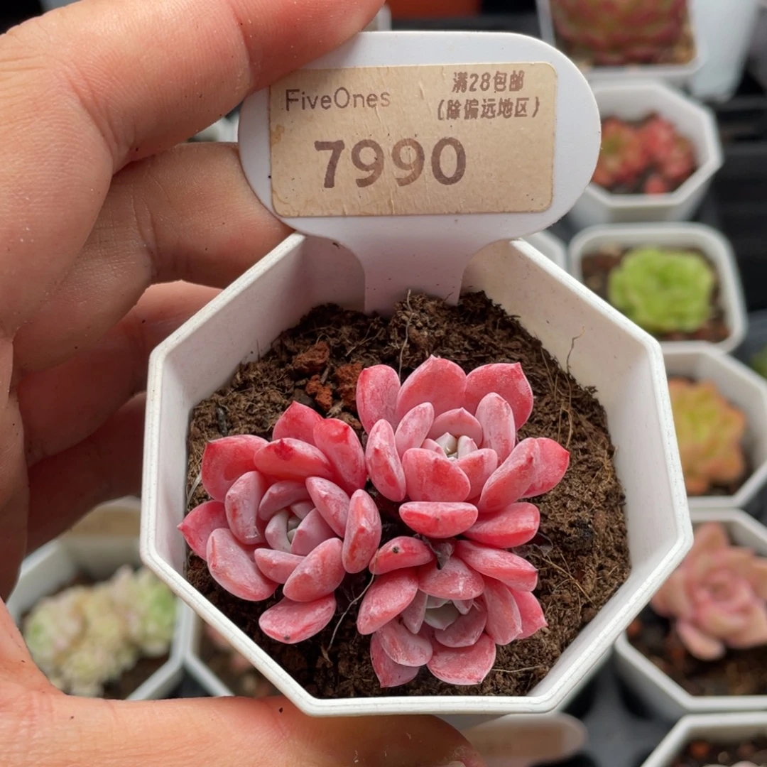 拉皮7990-5.0厘米