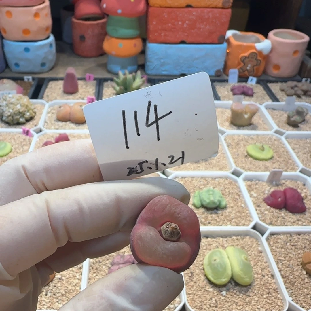 阿*多肉多肉多肉多肉1.21-114