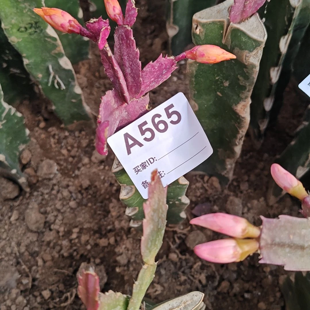 037橙黄重瓣脱土易掉苞芽565