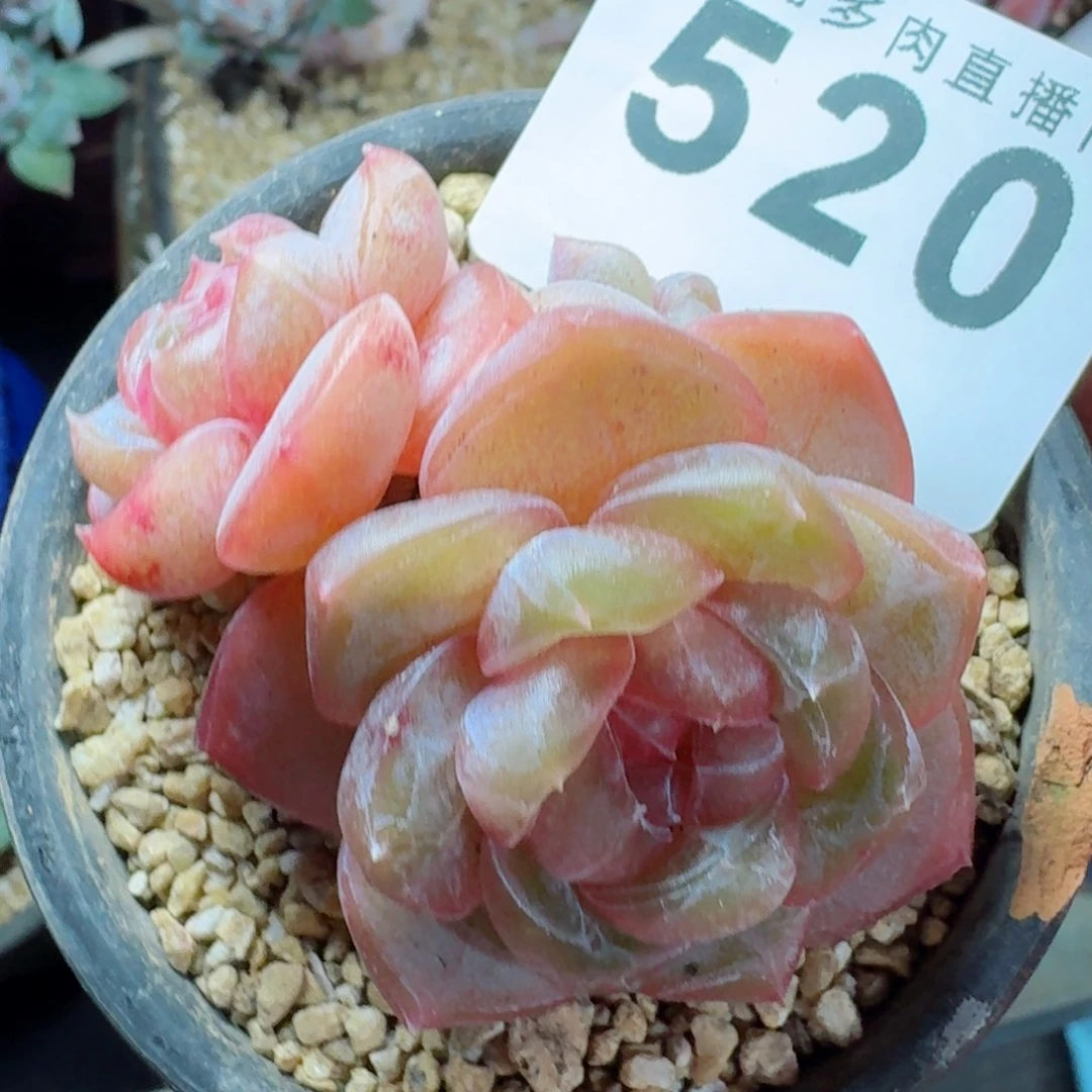 汉堡珍妮      愿你一路坦途，乘风破浪展宏图