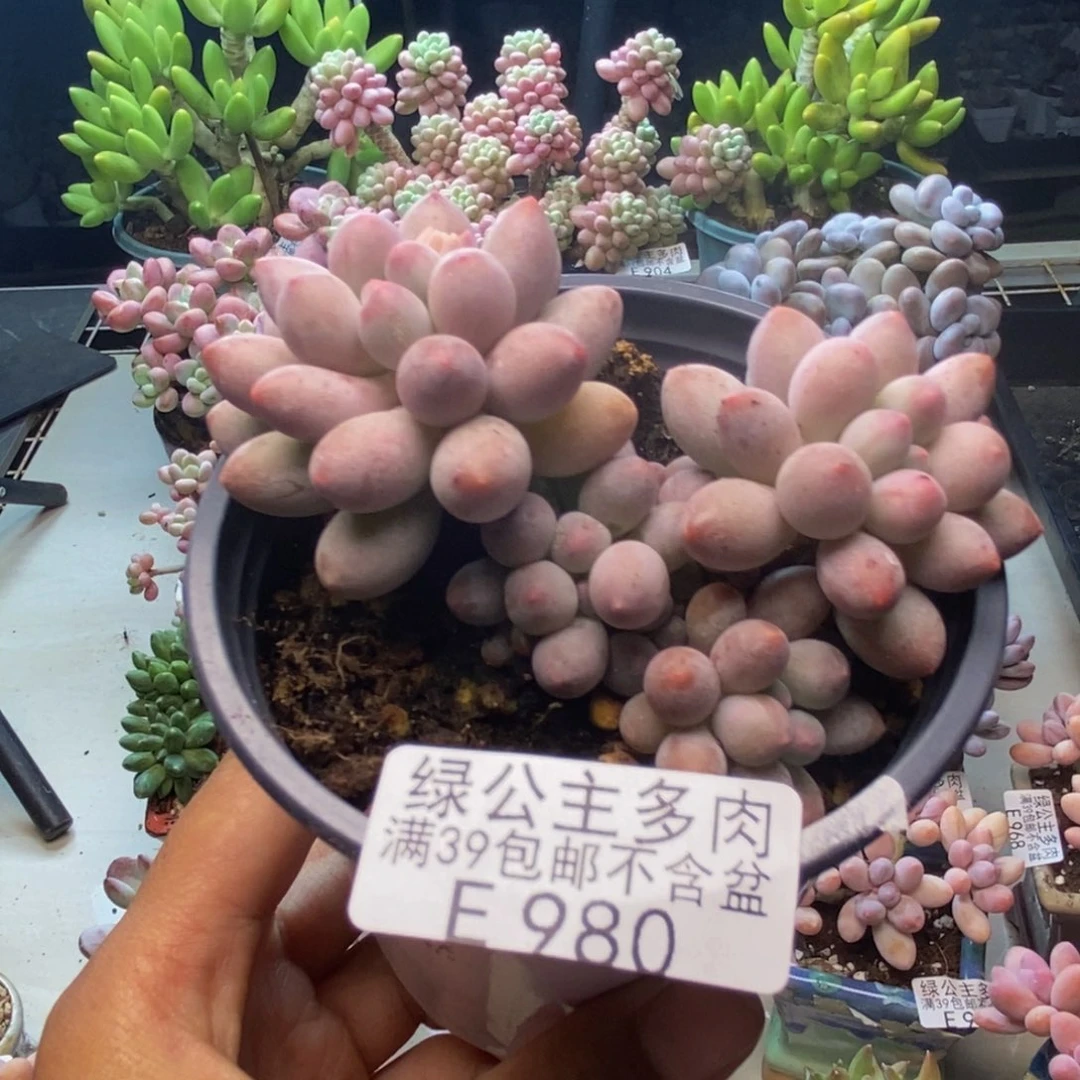 980香水手指奶多肉7c m