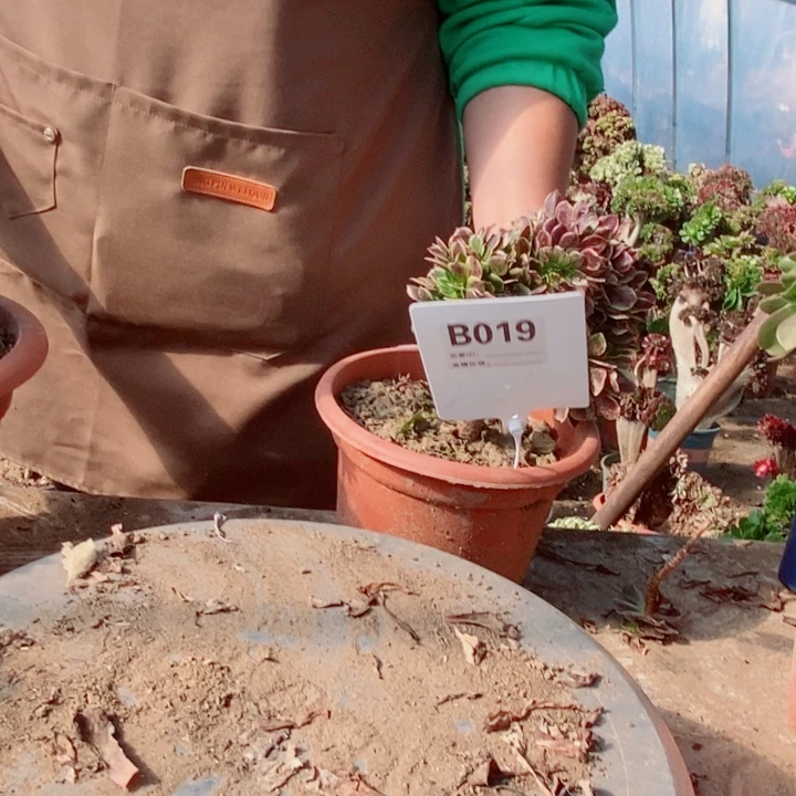 哈***，B019欧嘉莉欧嘉莉欧嘉莉