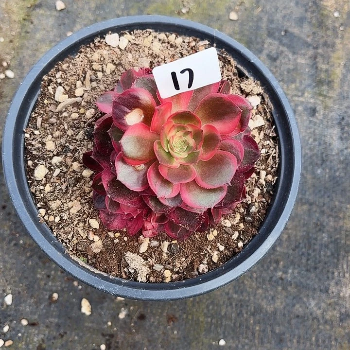 樱***子17多肉植物植物植物