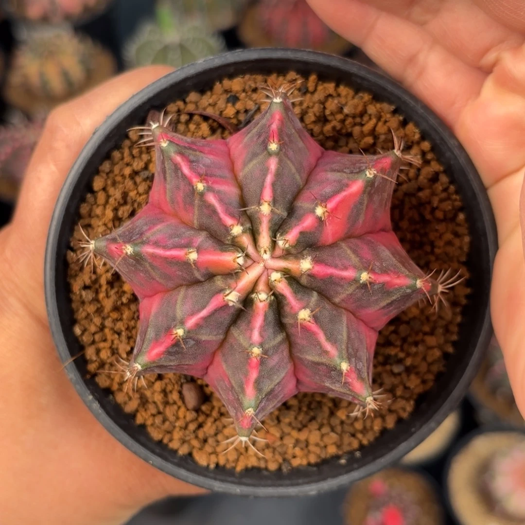 泰系米哈仙人球实生500