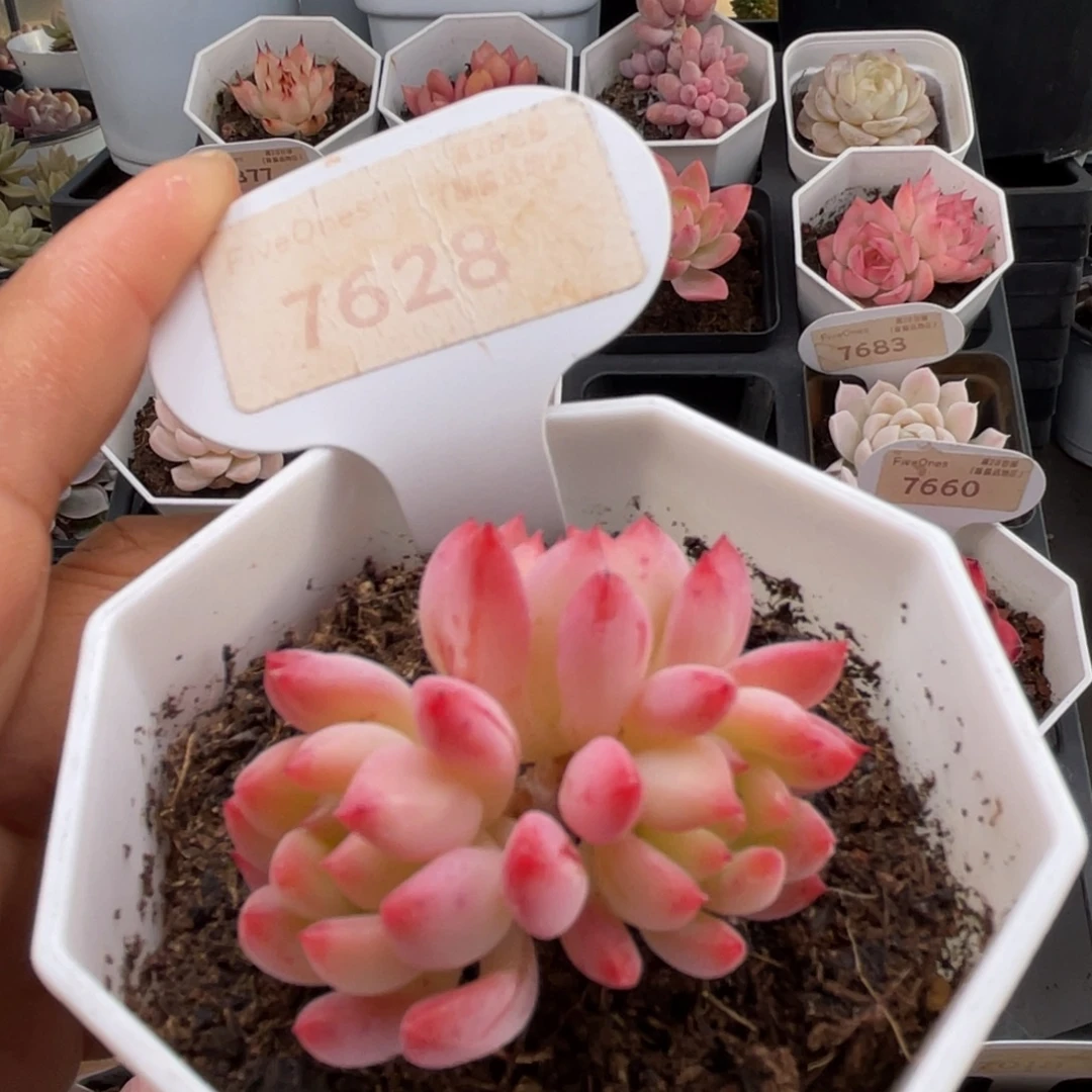 蓝苹果7628-4.5厘米