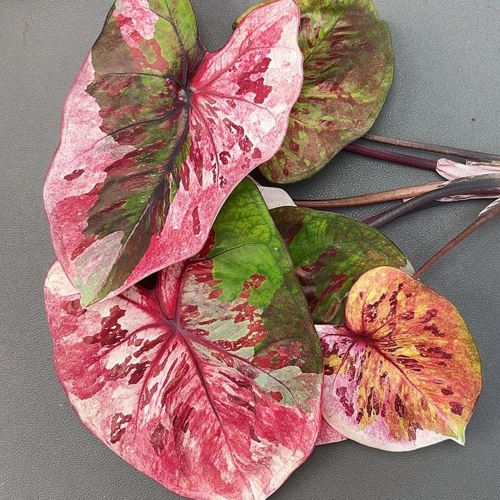 16-1031变异魔广东现货